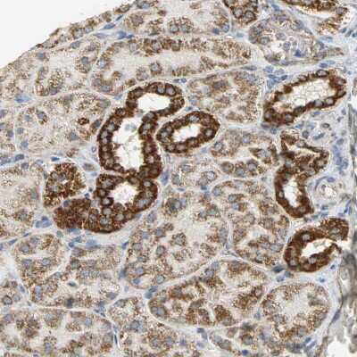 Immunohistochemistry-Paraffin: NDUFB5 Antibody [NBP1-85607]