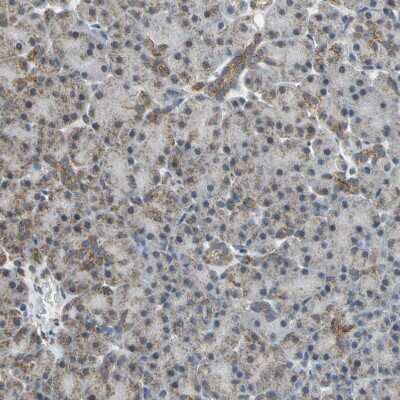 Immunohistochemistry-Paraffin: NDUFB5 Antibody [NBP1-85607]