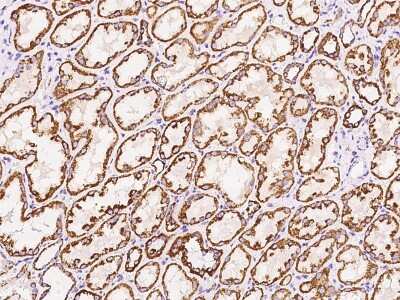 Immunohistochemistry-Paraffin: NDUFB5 Antibody [NBP2-97853]