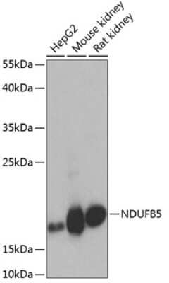 Western Blot: NDUFB5 AntibodyBSA Free [NBP2-95246]