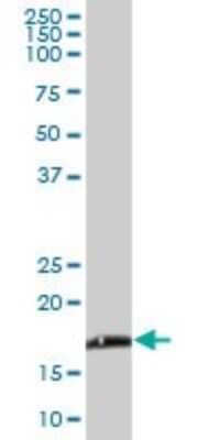 Western Blot: NDUFB6 Antibody [H00004712-B01P]