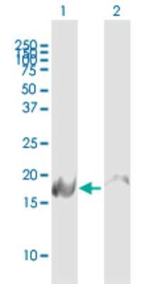 Western Blot: NDUFB6 Antibody [H00004712-B01P]