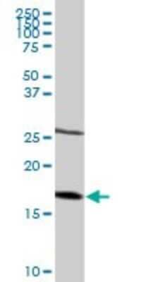 Western Blot: NDUFB6 Antibody [H00004712-D01P]