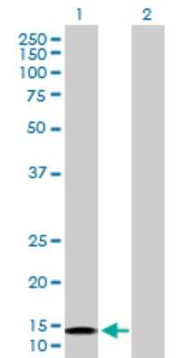 Western Blot: NDUFB6 Antibody [H00004712-D01P]