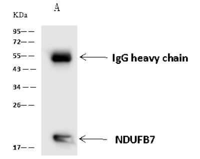 Immunoprecipitation: NDUFB7 Antibody [NBP2-97854]