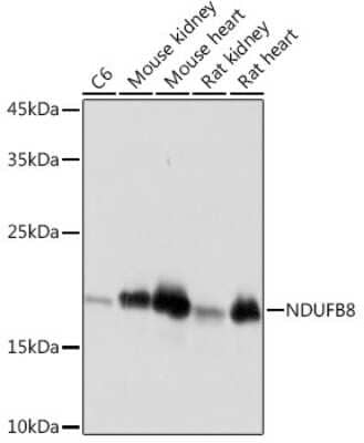 Western Blot: NDUFB8 Antibody (6T8G1) [NBP3-15882]