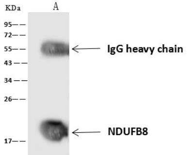 Immunoprecipitation: NDUFB8 Antibody [NBP3-05965]