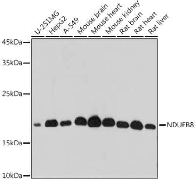 Western Blot: NDUFB8 AntibodyAzide and BSA Free [NBP3-16016]