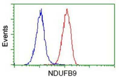 Flow Cytometry: NDUFB9 Antibody (OTI8B7) [NBP2-00495]