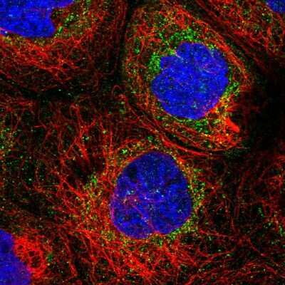 Immunocytochemistry/ Immunofluorescence: NDUFB9 Antibody [NBP1-88940]