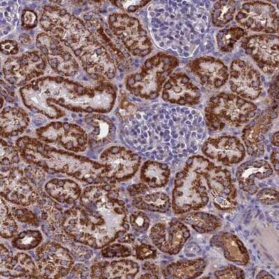 Immunohistochemistry-Paraffin: NDUFB9 Antibody [NBP1-88940]
