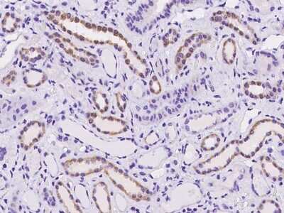 Immunohistochemistry-Paraffin: NDUFB9 Antibody [NBP2-97197]