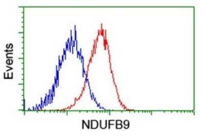 Flow Cytometry: NDUFB9 Antibody (OTI13H11) - Azide and BSA Free [NBP2-72919]