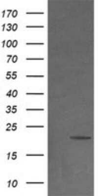 Western Blot: NDUFB9 Antibody (OTI13H11)Azide and BSA Free [NBP2-72919]