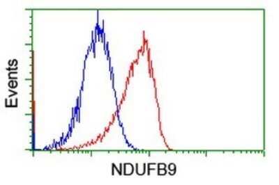 Flow Cytometry: NDUFB9 Antibody (OTI13H11) [NBP2-46126]
