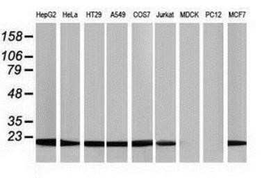 Western Blot: NDUFB9 Antibody (OTI8B7)Azide and BSA Free [NBP2-72918]