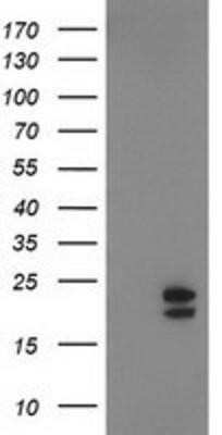 Western Blot: NDUFB9 Antibody (OTI8B7)Azide and BSA Free [NBP2-72918]