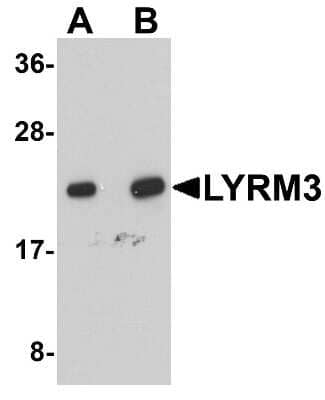 Western Blot: NDUFB9 AntibodyBSA Free [NBP1-77138]