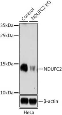 Knockout Validated: NDUFC2 Antibody - Azide and BSA Free [NBP3-02955]