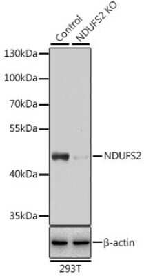 Knockout Validated: NDUFS2 Antibody - Azide and BSA Free [NBP3-03566]