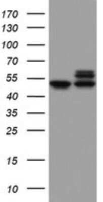 Western Blot: NDUFS2 Antibody (OTI1D5)Azide and BSA Free [NBP2-72921]