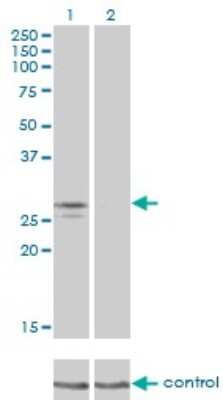 Western Blot: NDUFS3 Antibody (1D6) [H00004722-M02]
