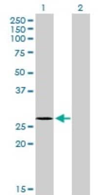 Western Blot: NDUFS3 Antibody (1D6) [H00004722-M02]