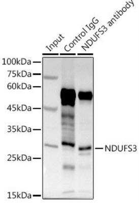 Immunoprecipitation: NDUFS3 Antibody - BSA Free [NBP3-03700]
