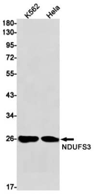 Western Blot: NDUFS3 Antibody (S06-4H2) [NBP3-19711]