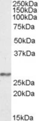 Western Blot: NDUFS3 Antibody [NBP1-51940]