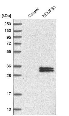 Western Blot: NDUFS3 Antibody [NBP1-85619]