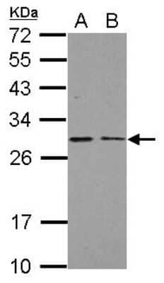 Western Blot: NDUFS3 Antibody [NBP2-19505]