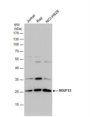 Western Blot: NDUFS3 Antibody [NBP2-19505]
