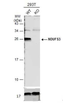 Knockout Validated: NDUFS3 Antibody [NBP2-19505]