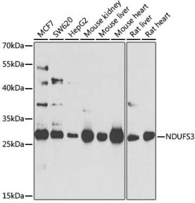 Western Blot: NDUFS3 AntibodyBSA Free [NBP3-03700]