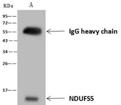 Immunoprecipitation: NDUFS5 Antibody [NBP3-12617]