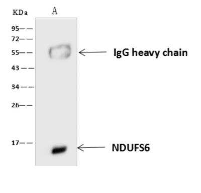 Immunoprecipitation: NDUFS6 Antibody [NBP3-06007]