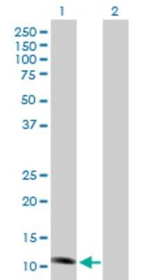 Western Blot: NDUFS6 Antibody [H00004726-B01P]