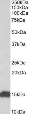 Western Blot: NDUFS6 Antibody [NBP1-49831]