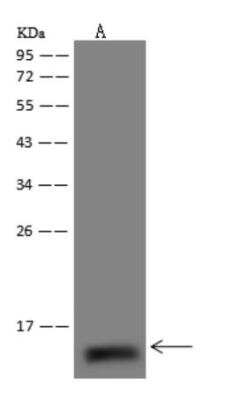 Western Blot: NDUFS6 Antibody [NBP3-06007]