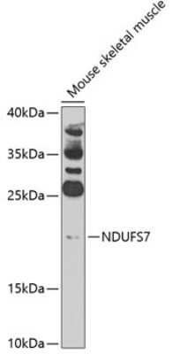 Western Blot: NDUFS7 AntibodyBSA Free [NBP3-05010]