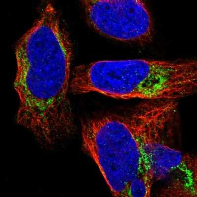 Immunocytochemistry/ Immunofluorescence: NDUFS8 Antibody [NBP1-85620]