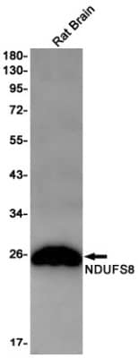 Western Blot: NDUFS8 Antibody (S09-2B2) [NBP3-19712]