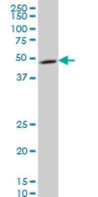 Western Blot: NDUFV1 Antibody (4A7) [H00004723-M01]