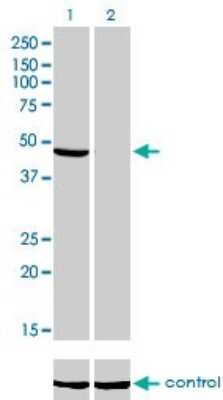 Western Blot: NDUFV1 Antibody (4A7) [H00004723-M01]