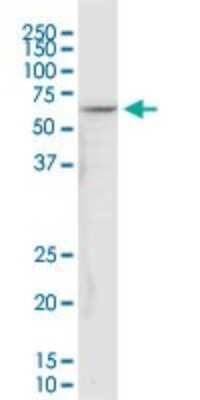 Western Blot: NDUFV1 Antibody (4A7) [H00004723-M01]
