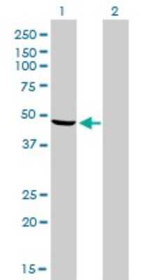 Western Blot: NDUFV1 Antibody (4A7) [H00004723-M01]