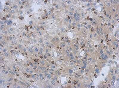 Immunohistochemistry-Paraffin: NDUFV1 Antibody [NBP1-33074]