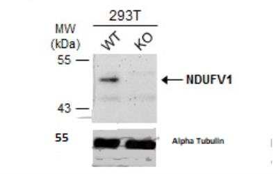 Knockout Validated: NDUFV1 Antibody [NBP1-33074]