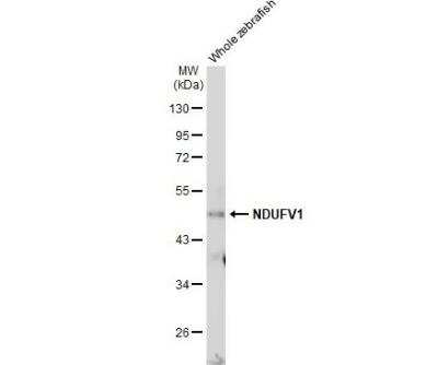 Western Blot: NDUFV1 Antibody [NBP1-33074]